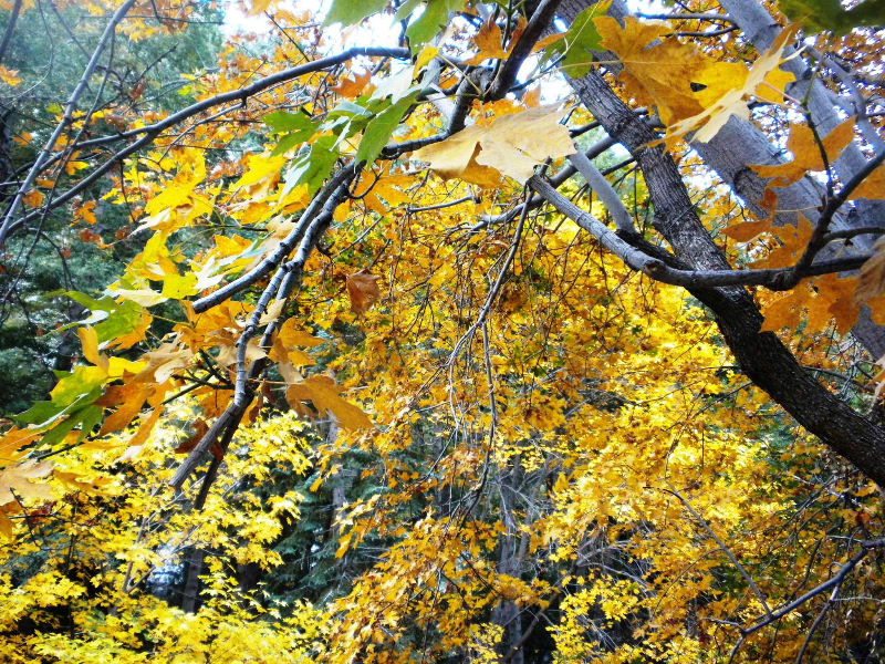 Timber101710 037.jpg